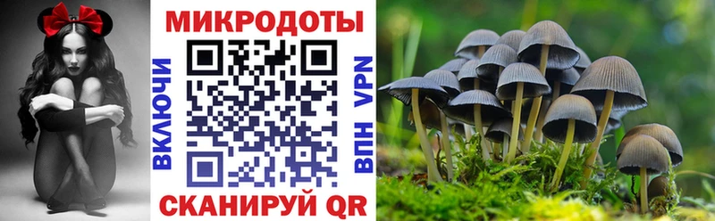 Псилоцибиновые грибы Cubensis  Пионерский 
